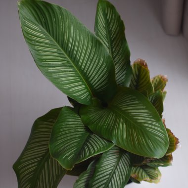 Calathea Ornata syn. Calathea Ornata 'Sanderiana' syn. Goeppertia majestica 'Sanderiana'