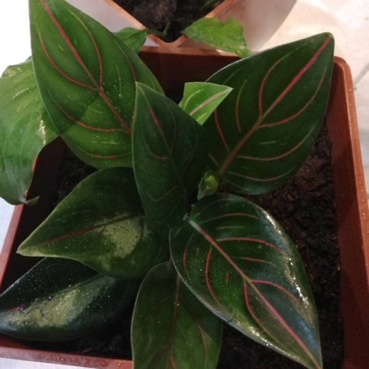 Plant image Aglaonema Rotunda