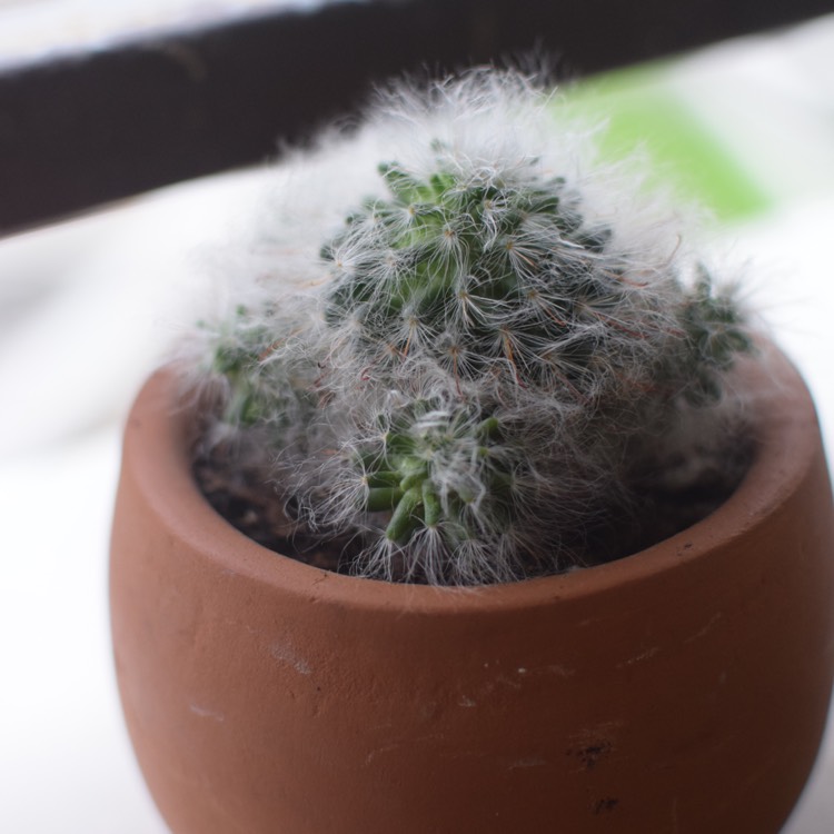 Plant image Mammillaria bocasana