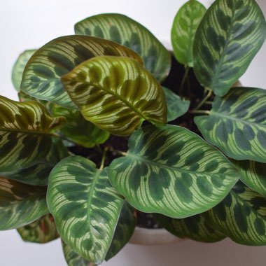 Calathea 'Makoyana'