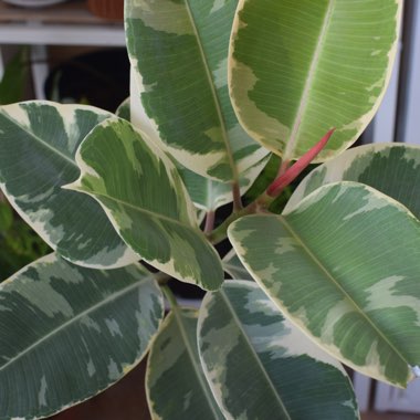 Rubber Tree 'Variegata'