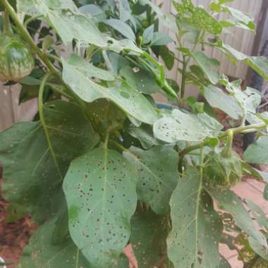 Solanum melongena