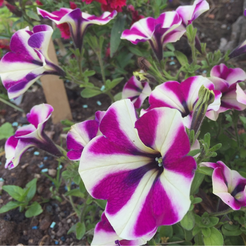 Plant image Petunia 'Frenzy Mix'