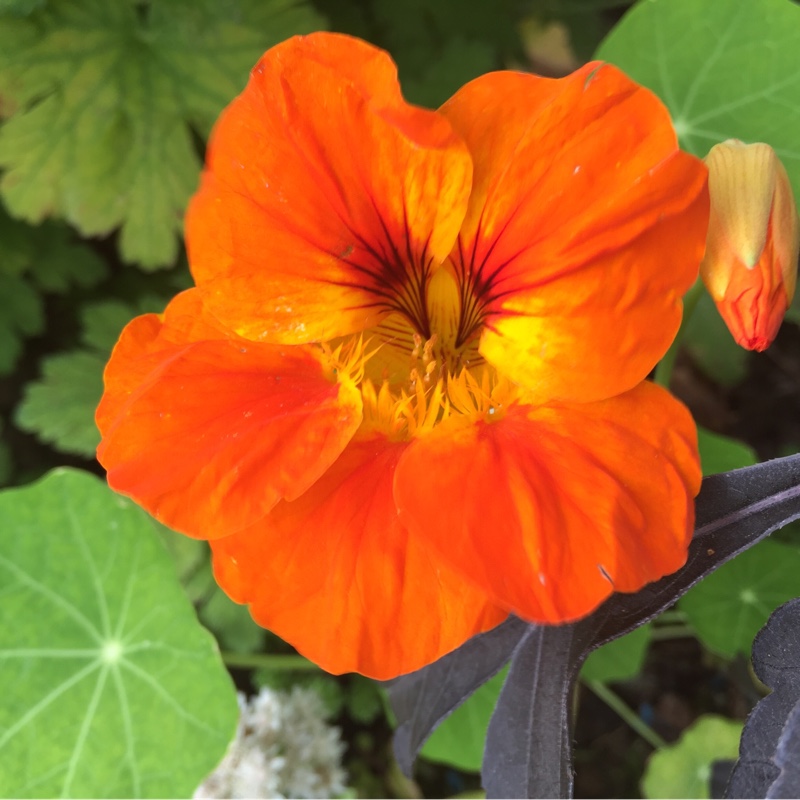 Tropaeolum Majus 'Whirlybird Orange'