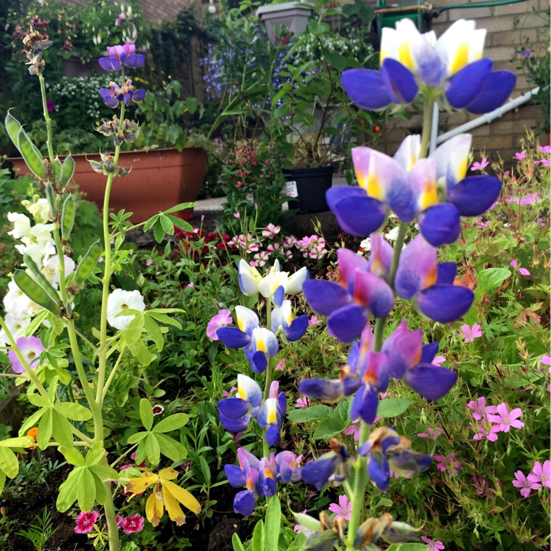 Plant image Lupinus 'Blue Javelin'