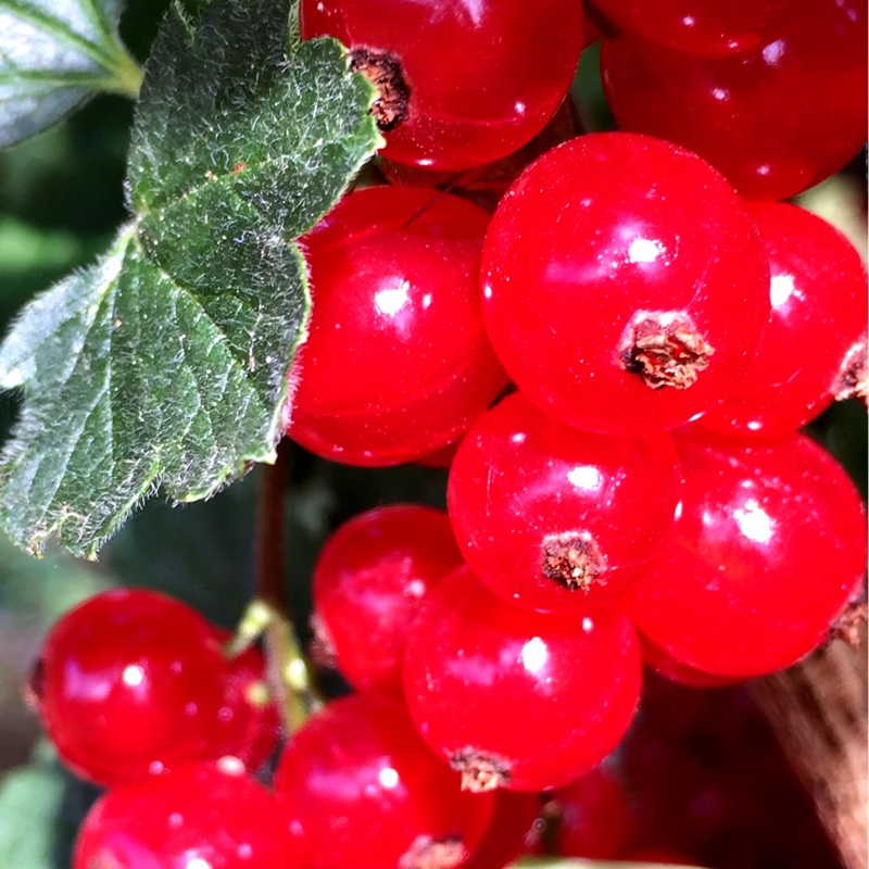 Ribes Rubrum