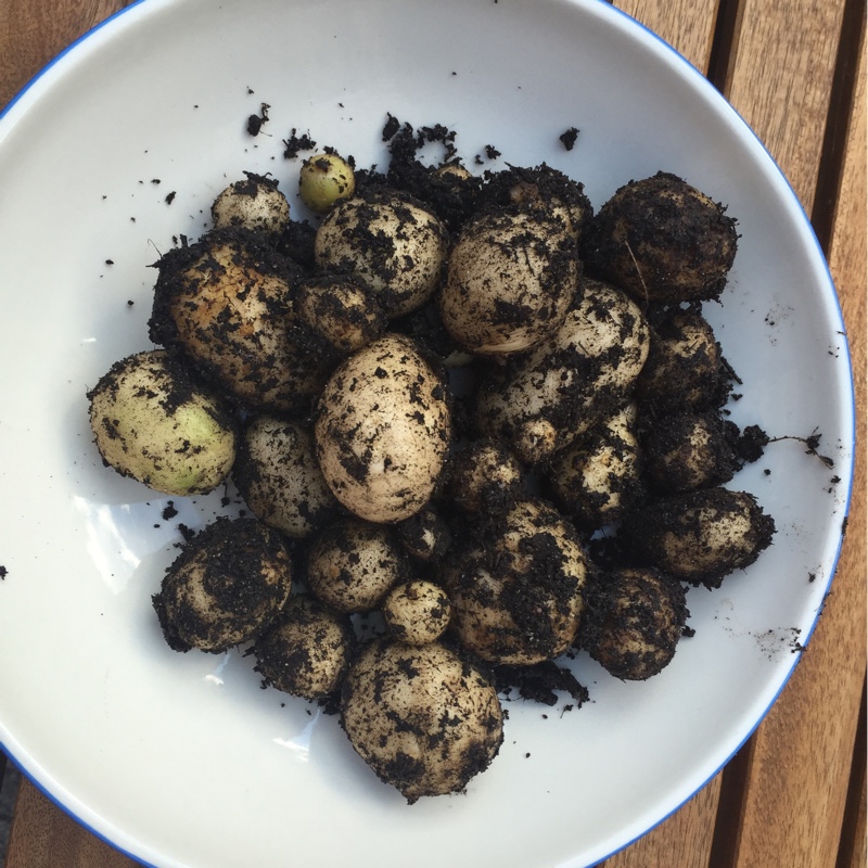 Plant image Solanum tuberosum 'Pentland Javelin'