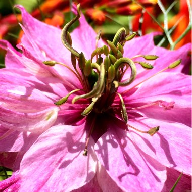 Nigella damascena 'Persian Jewels'