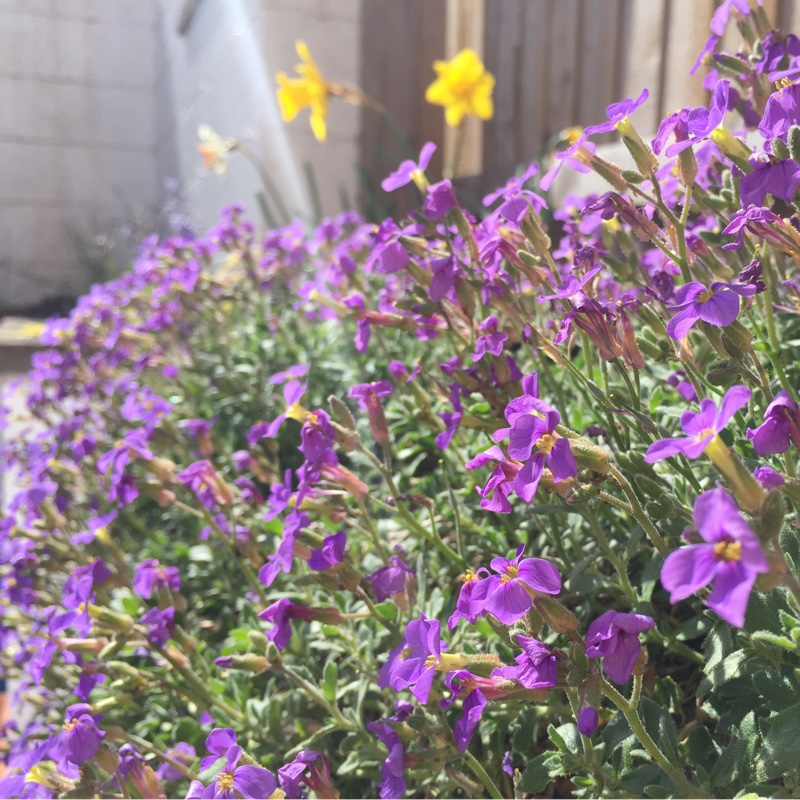 Aubrieta gracilis 'Kitte Blue'