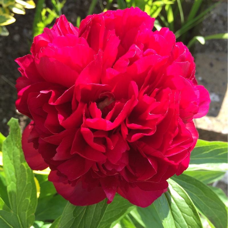 Paeonia officinalis 'Rubra Plena', Peony 'Rubra Plena' (Herbaceous ...