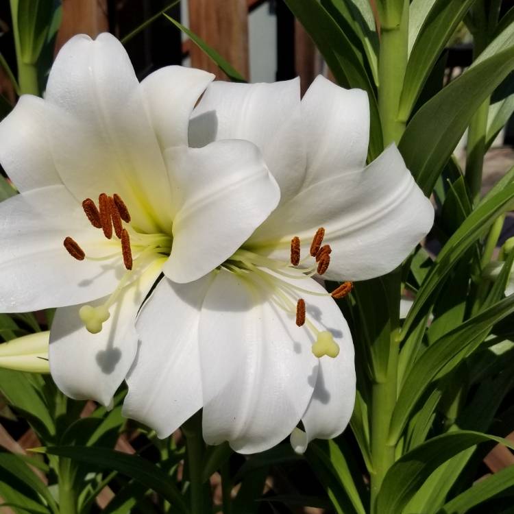 Plant image Lilium 'Big Bang (LilyGarden)'