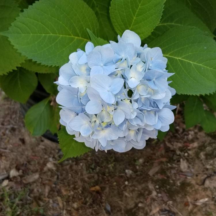 Plant image Hydrangea Macrophylla 'Monmar'