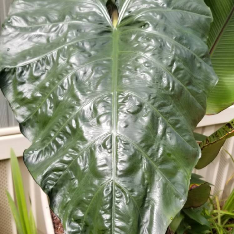 Plant image Alocasia macrorrhizos 'Borneo Giant'