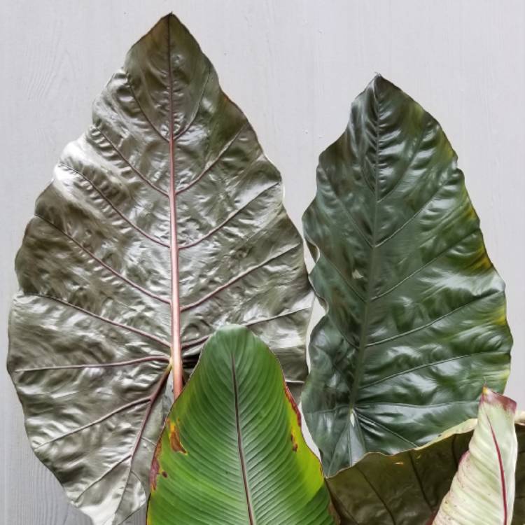 Plant image Alocasia Plumbea 'Nigra'