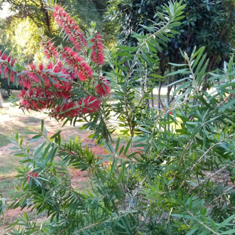 Plant image Callistemon Laevis