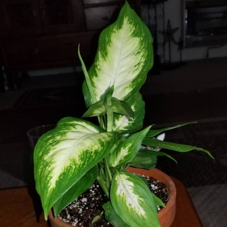 Plant image Dieffenbachia amoena 'Tropic Snow'