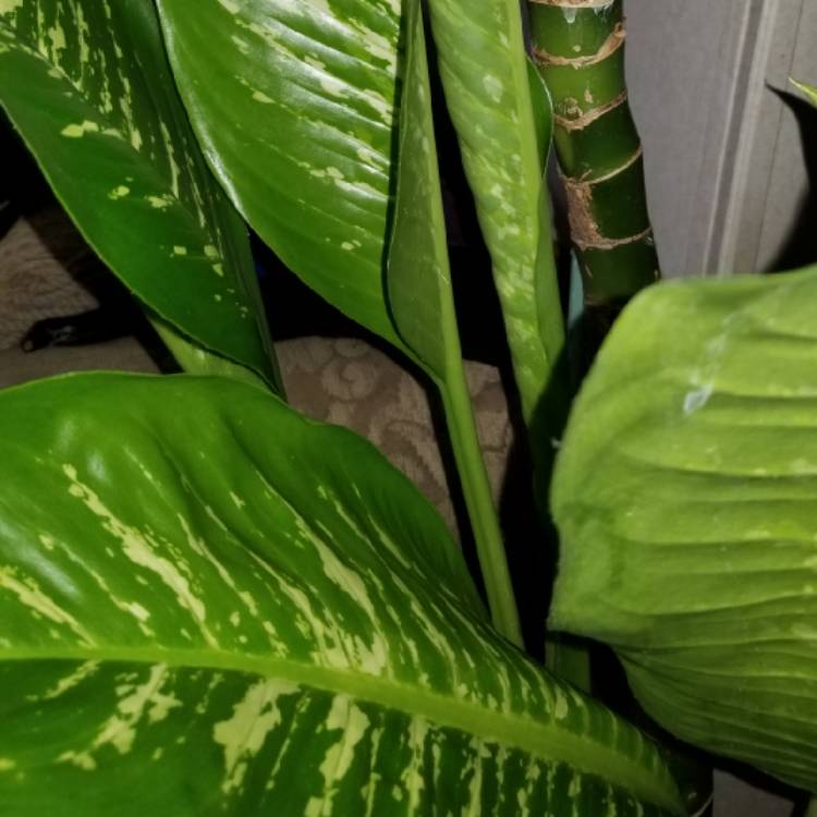 Plant image Dieffenbachia Seguine