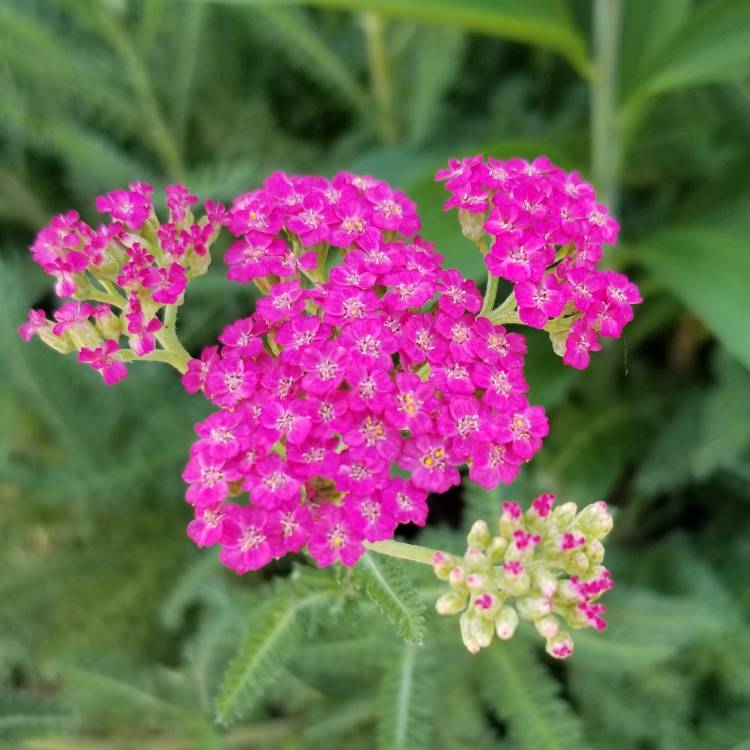 Plant image Achillea millefolium 'Paprika'