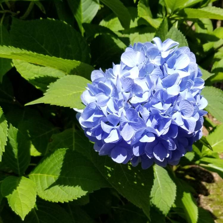 Plant image Hydrangea macrophylla 'Blaumeise'