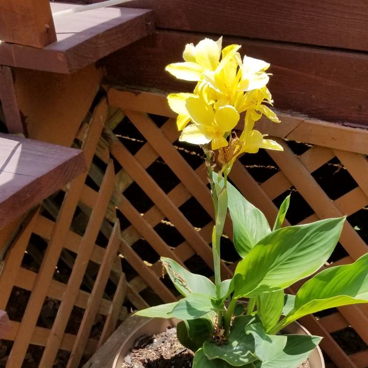 Plant image Canna 'Happy Emily' (Cannasol Series)