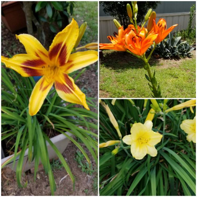 Plant image Lilium 'Tiny Invader'