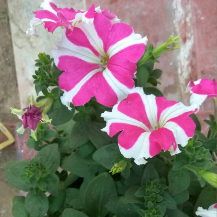 Plant image Petunia 'Frenzy Mix'