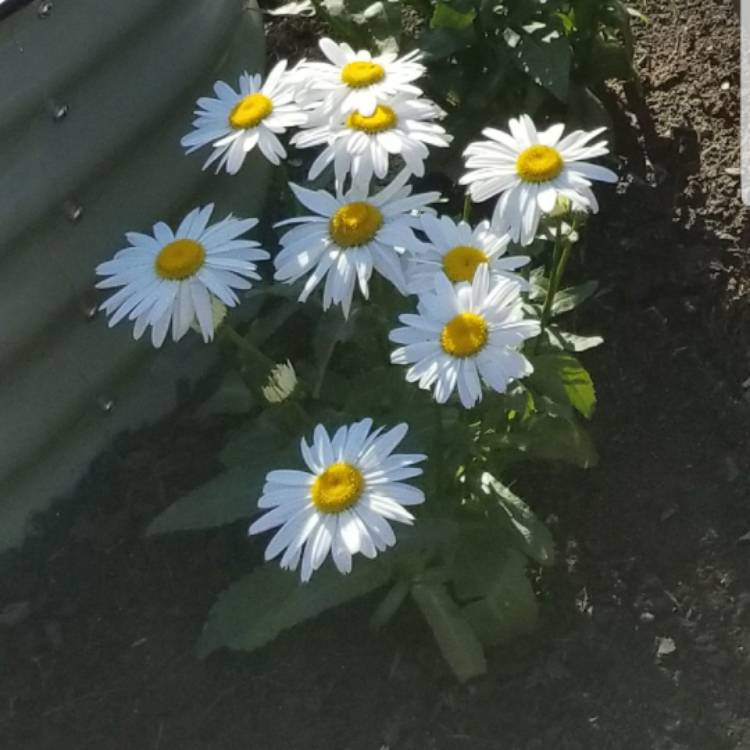 Plant image Leucanthemum x superbum 'Snowcap'