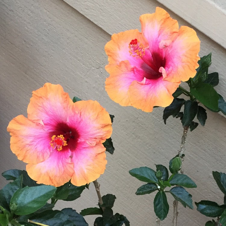 Plant image Hibiscus Rosa-Sinensis 'Erin Rachel'