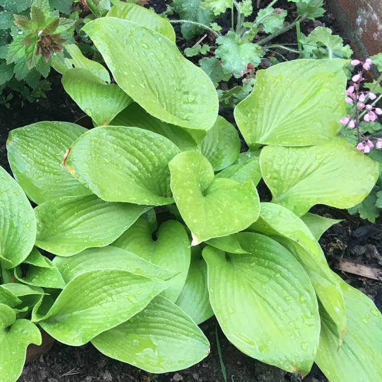 Plant image Hosta fortunei var. albopicta f. aurea syn. Hosta fortunei 'Aurea', Hosta 'Aurea'