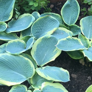 Plantain Lily 'Frances Williams'