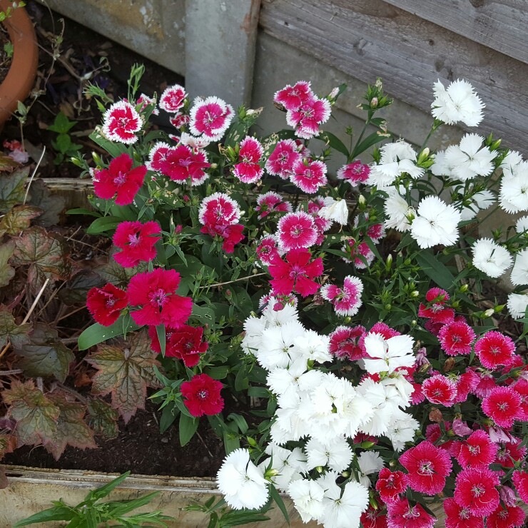 Plant image Dianthus chinensis