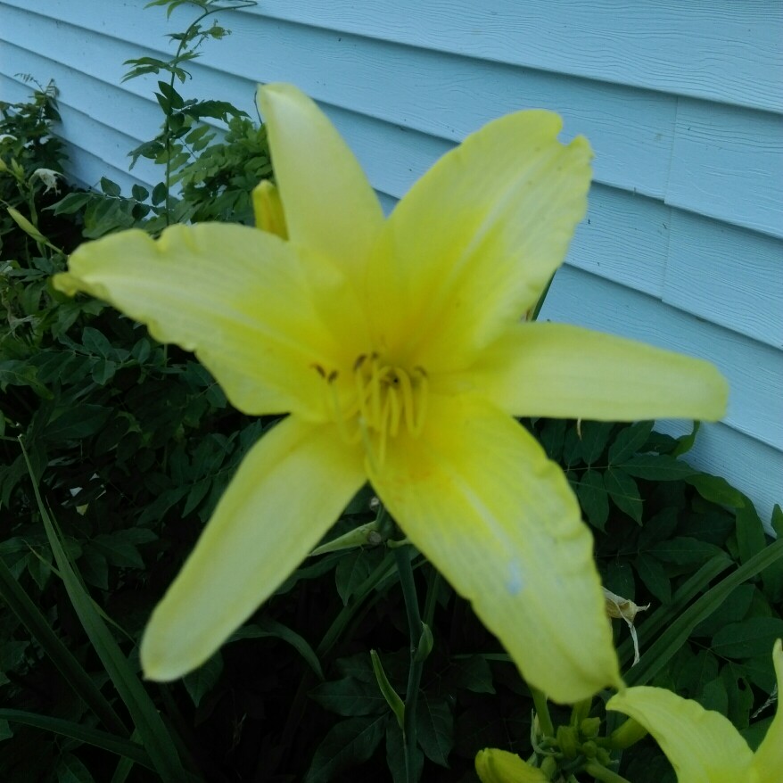 Daylily