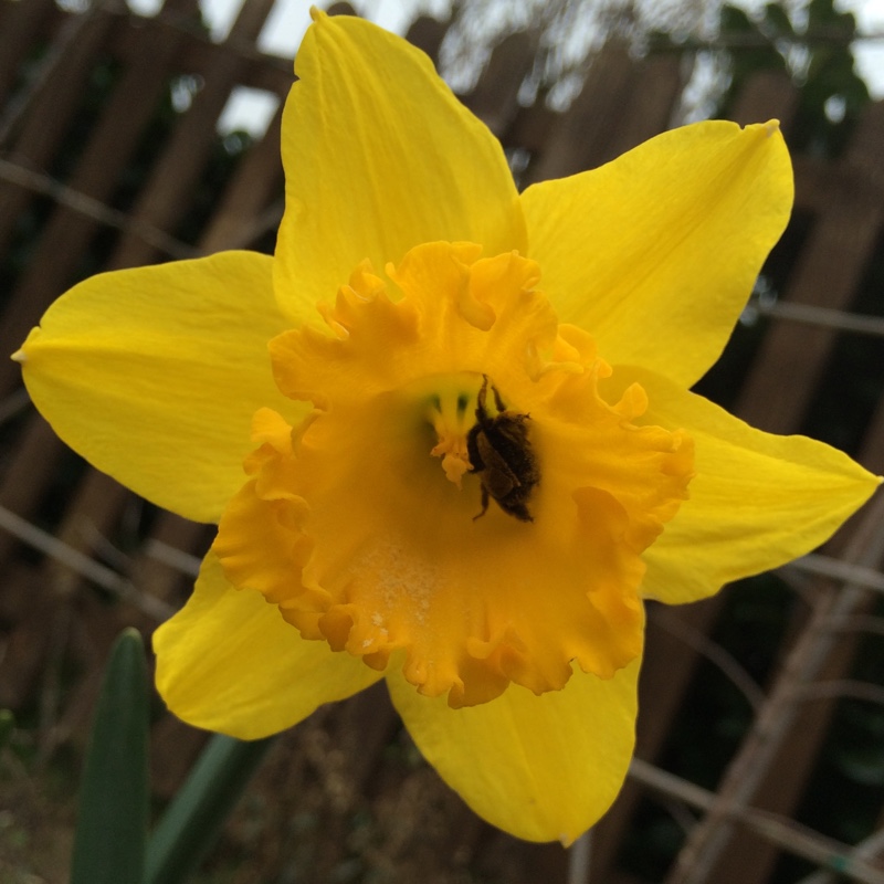 Plant image Narcissus 'Golden Harvest'