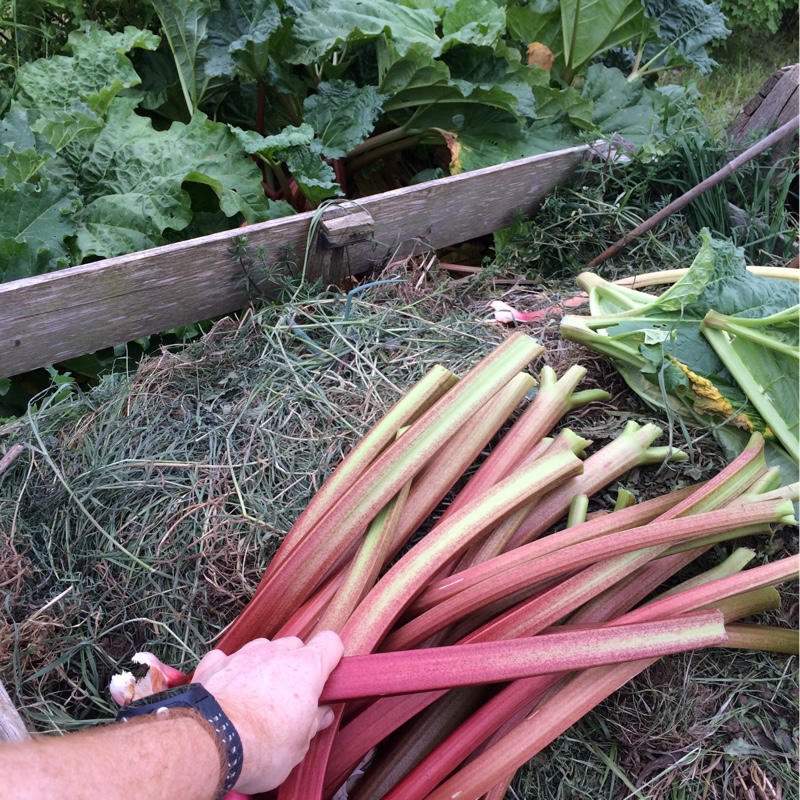 Rhubarb 'Timperley Early'