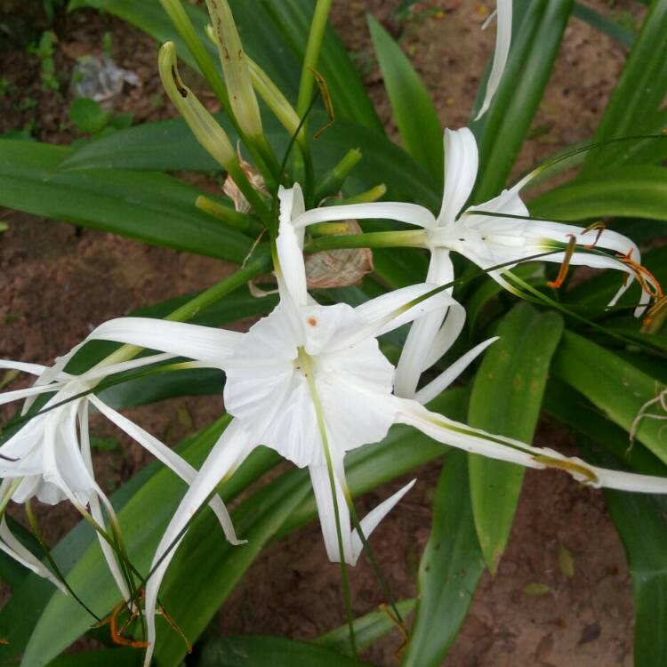 Plant image Hymenocallis acutifolia syn. Hymenocallis littoralis var. acutifolia