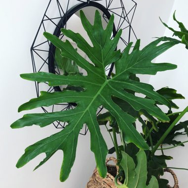 Tree Philodendron