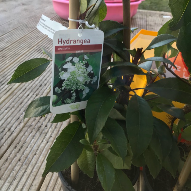 Plant image Hydrangea seemannii