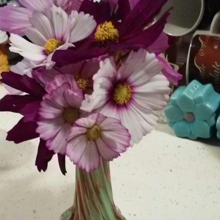 Plant image Cosmos Bipinnatus 'Candy Stripe'