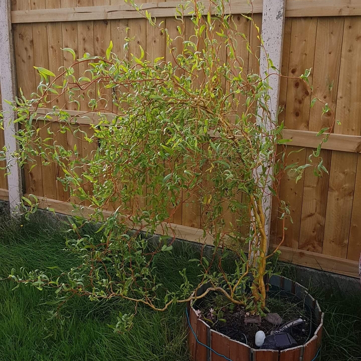 Plant image Salix x sepulcralis 'Erythroflexuosa'