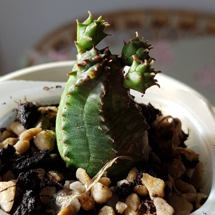 Plant image Euphorbia obesa x globosa