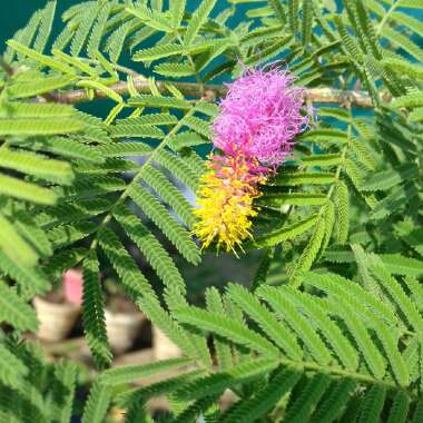 Prosopis cineraria