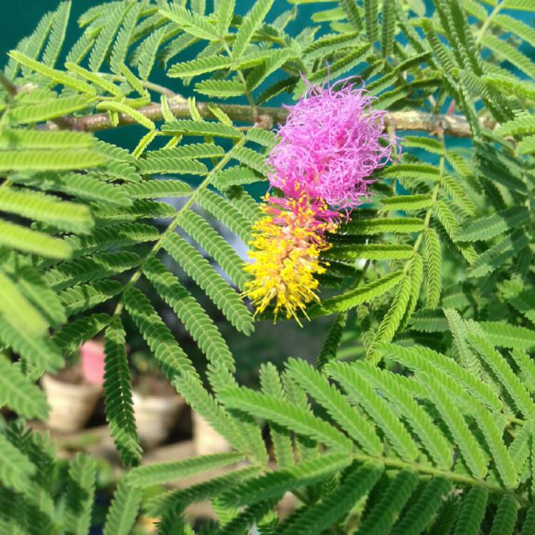 Plant image Prosopis cineraria