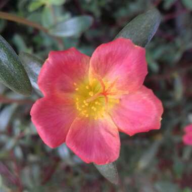 Portulaca grandiflora 'Pink'