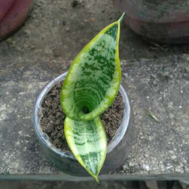 Sansevieria Aubrytiana