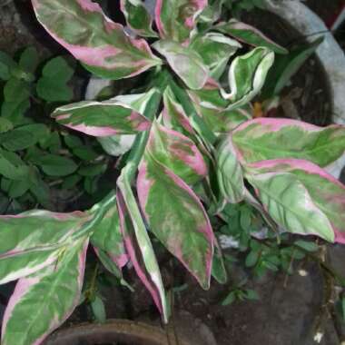 Euphorbia tithymaloides ‘Variegatus'

