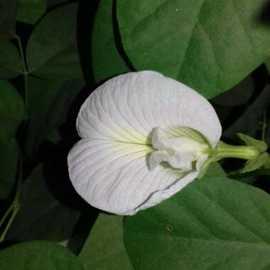 Clitoria ternatea