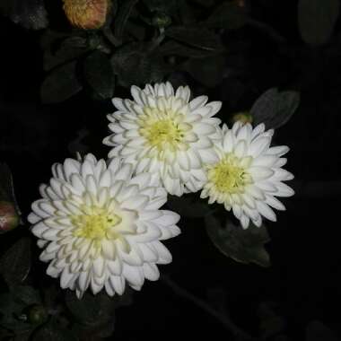 Chrysanthemum 'Allouise White'