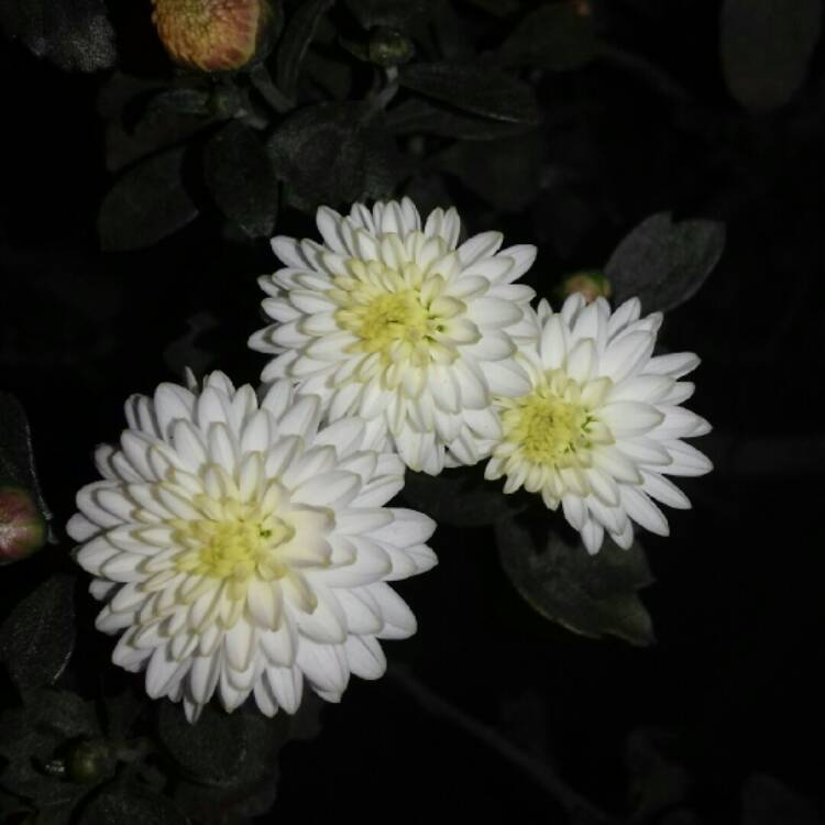 Plant image Chrysanthemum 'Allouise White'