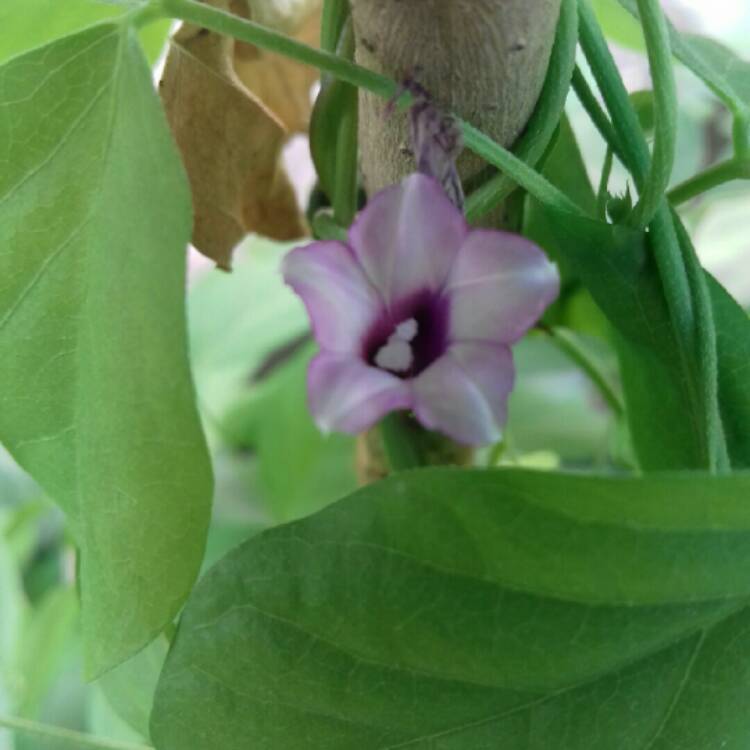 Plant image Ipomoea carnea