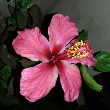 Hibiscus rosa-sinensis 'Hawaiian Skies'